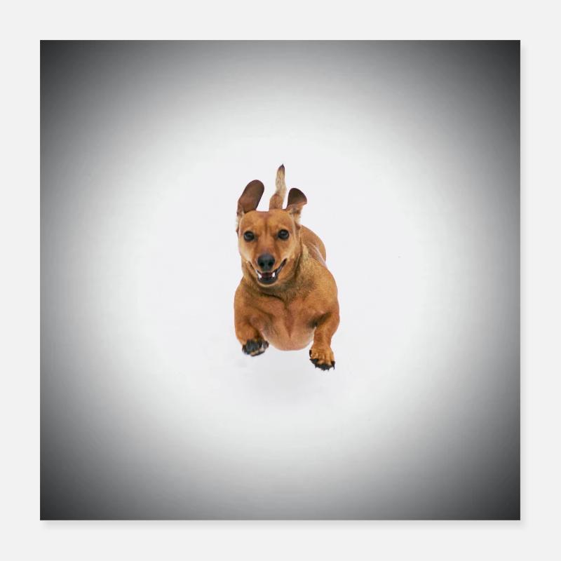 Teckel brun Poster 40 x 40 cm