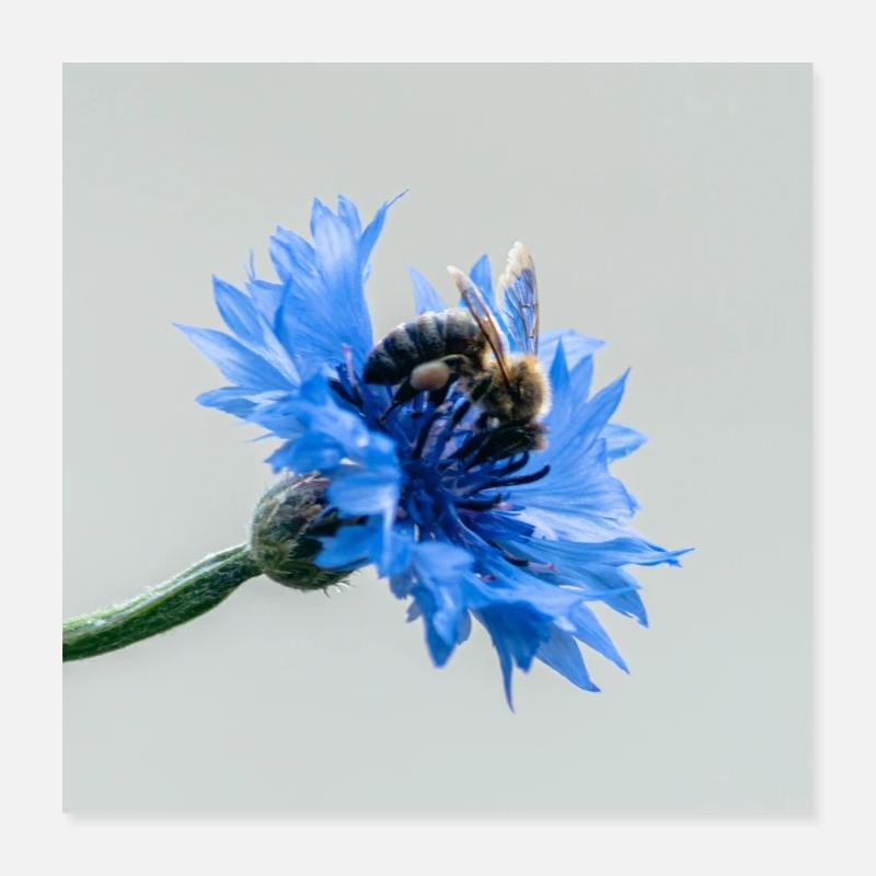 bleu & abeille Poster 40 x 40 cm