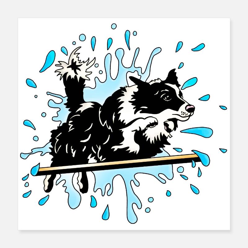 border collie agility splash Poster 16" x 16" (40x40 cm)