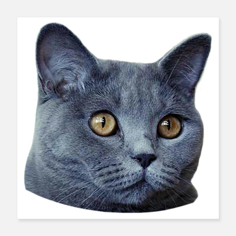 Katzenkopf Poster Poster 40x40 cm