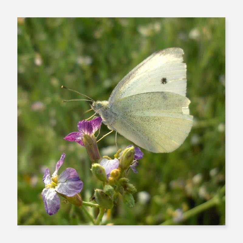 Papillon blanc sur fleur rose Poster 40 x 40 cm