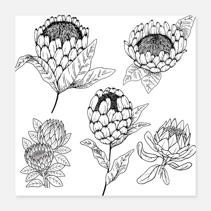 Protea-Blütengruppe Poster 40x40 cm