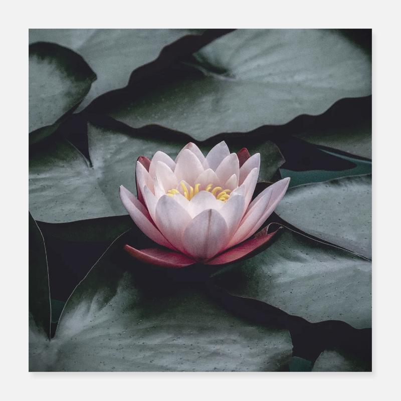 Nénuphar - Poster 40 x 40 cm - blanc