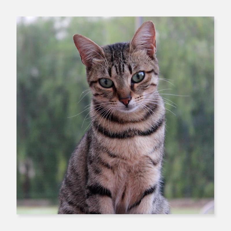 Chat chaton affiche chat carré affiche Poster 40 x 40 cm