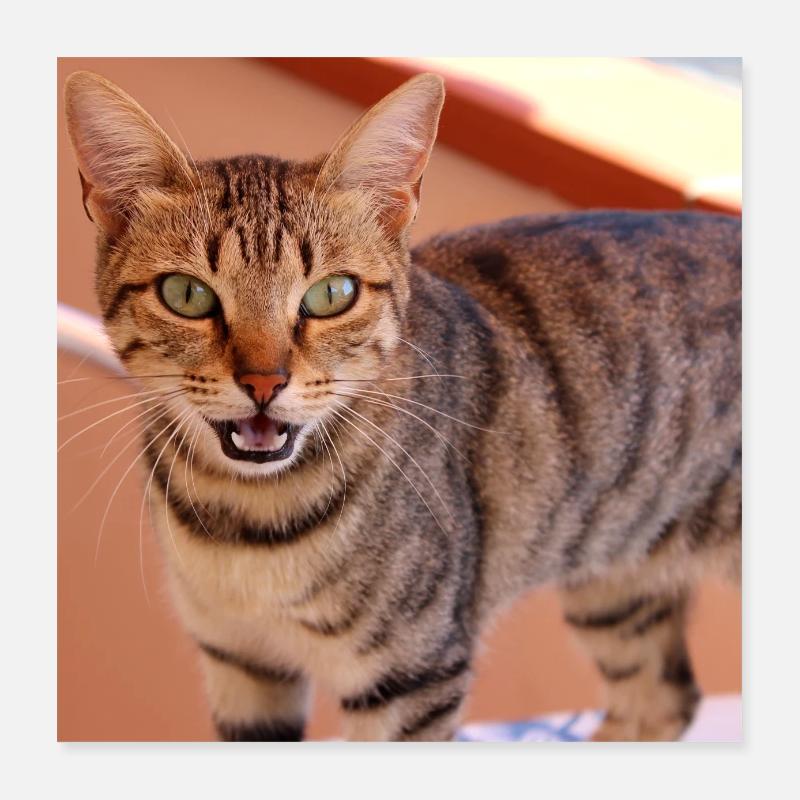 Chat chaton affiche chat carré affiche Poster 40 x 40 cm