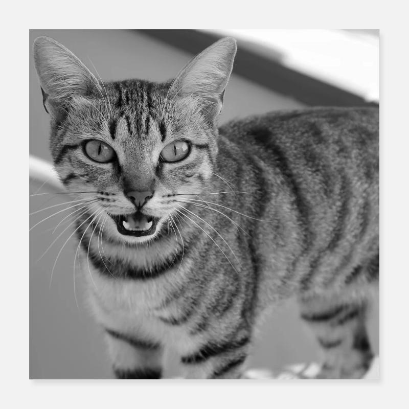 Portrait de chat blanc-noir Poster 40 x 40 cm