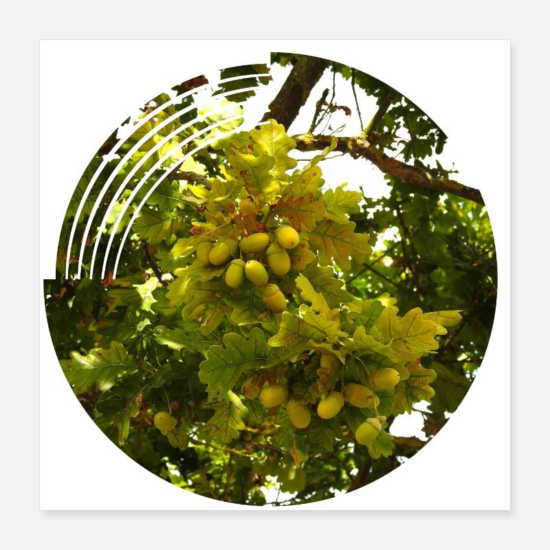 Im Herbst fallen Eicheln von den Bäumen Poster 40x40 cm