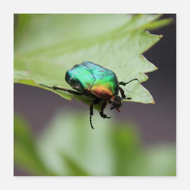 Rose chafer Poster 16" x 16" (40x40 cm)