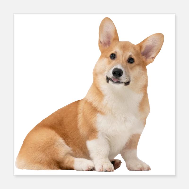 Chien Corgi mignon Poster 40 x 40 cm