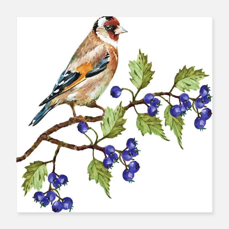 Oiseau coloré Poster 40 x 40 cm