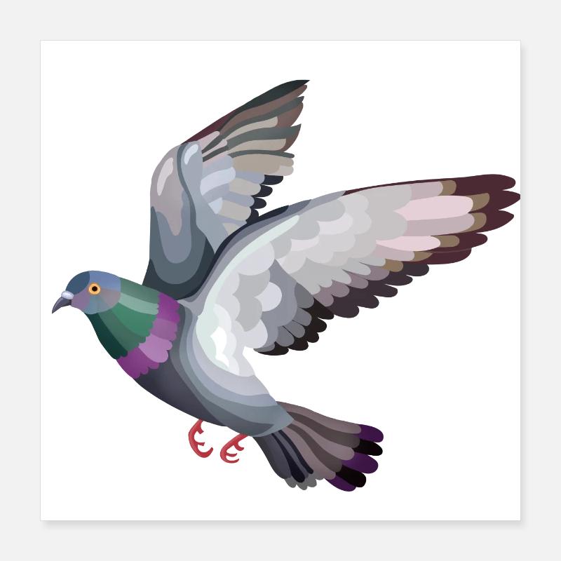 pigeon vole Poster 40 x 40 cm