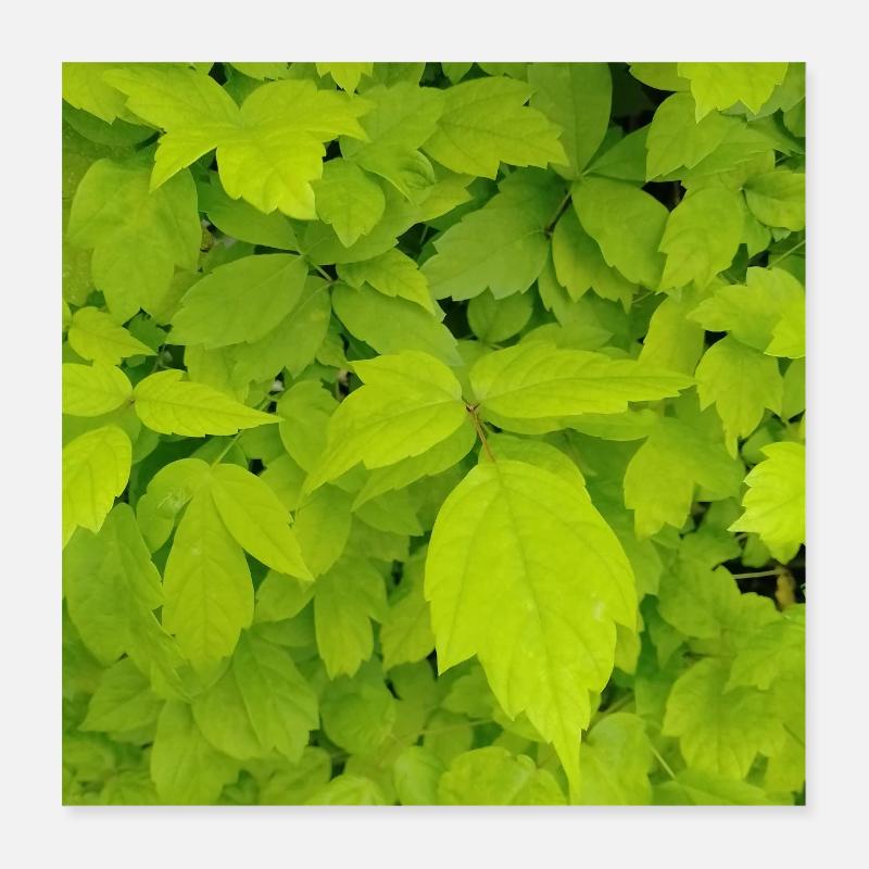 Ash maple / Acer negundo Poster 16" x 16" (40x40 cm)