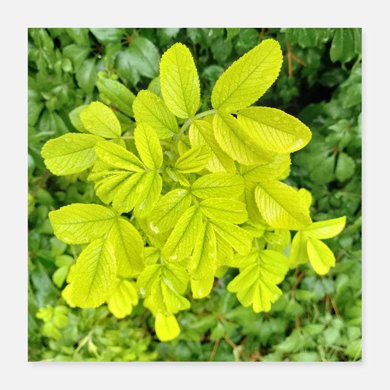 Japan-Rose / Soyez un acteur de différence Poster 40 x 40 cm