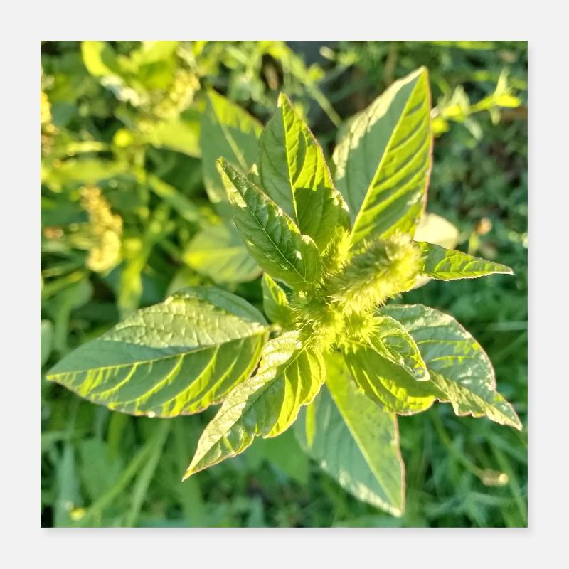Just green Happiness / Amaranth Poster 16" x 16" (40x40 cm)