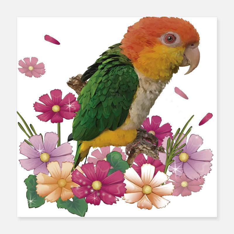The orange-headed caique Poster 16" x 16" (40x40 cm)