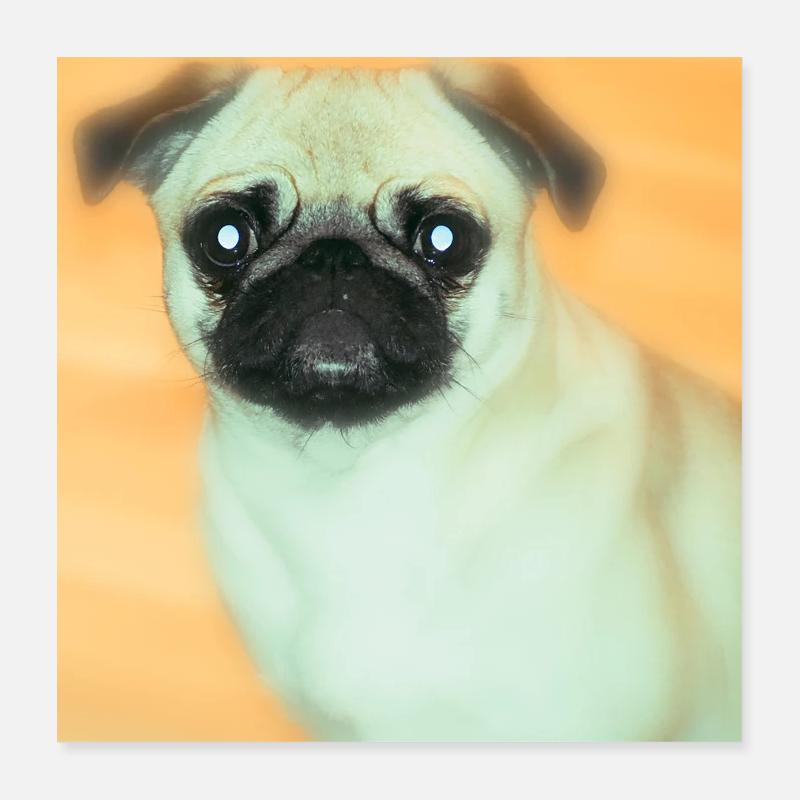 Cute Pug with Big Eyes Poster 16" x 16" (40x40 cm)