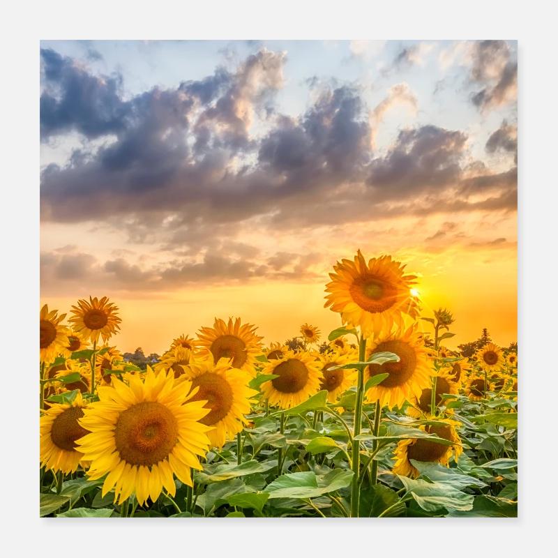 Sonnenblumen am Abend Poster 40x40 cm