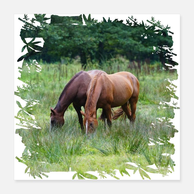Zwei Pferde auf der Weide Poster 40x40 cm