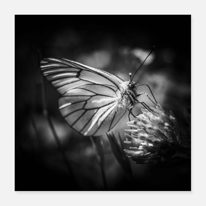Papillon gros plan affiche noir et blanc Poster 40 x 40 cm