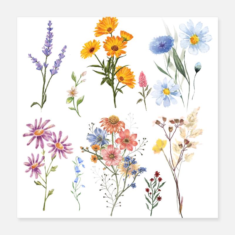 Botanische Wildblumen Poster 40x40 cm