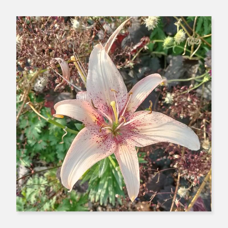 LYS ROSE CLAIR Poster 40 x 40 cm