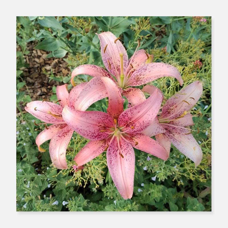 LYS ROSE CLAIR Poster 40 x 40 cm