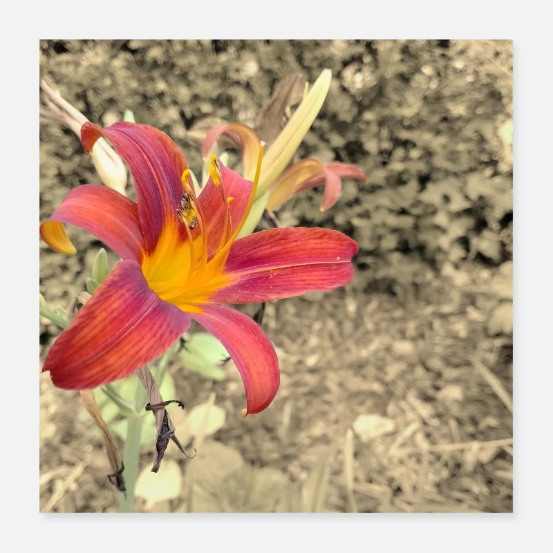 LILY RED SEPIA Poster 16" x 16" (40x40 cm)