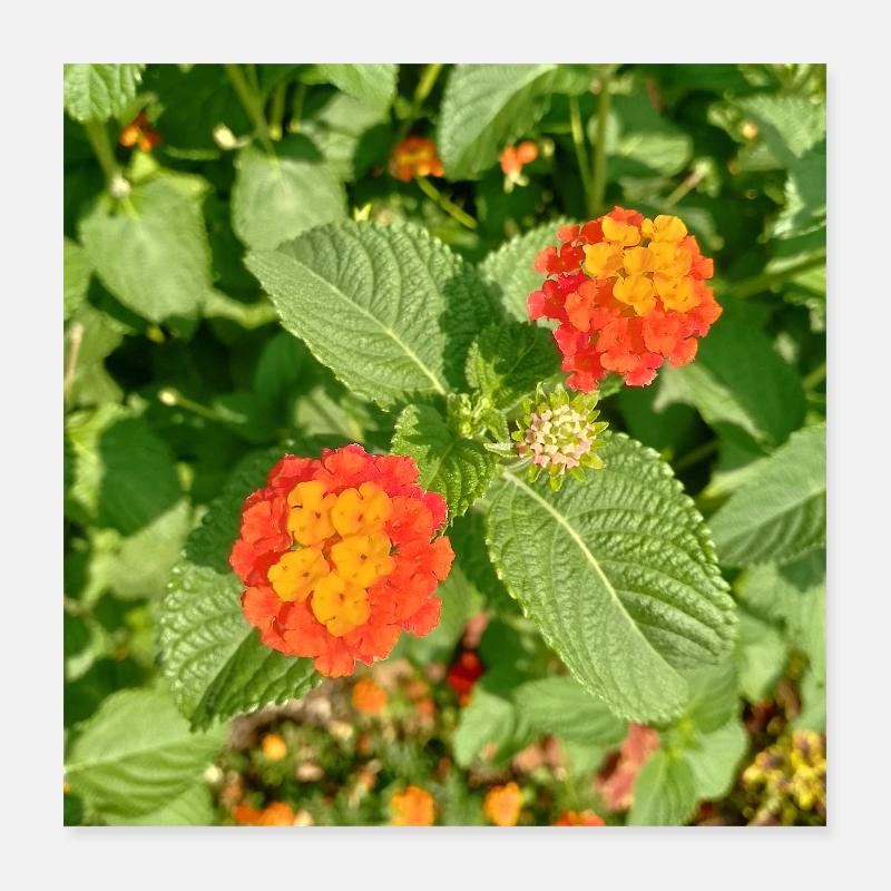 Blühender Garten – Farbenfrohe Stimmung Poster 40x40 cm