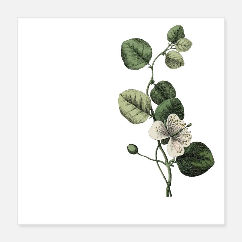 lettre h botanique vert Poster 40 x 40 cm