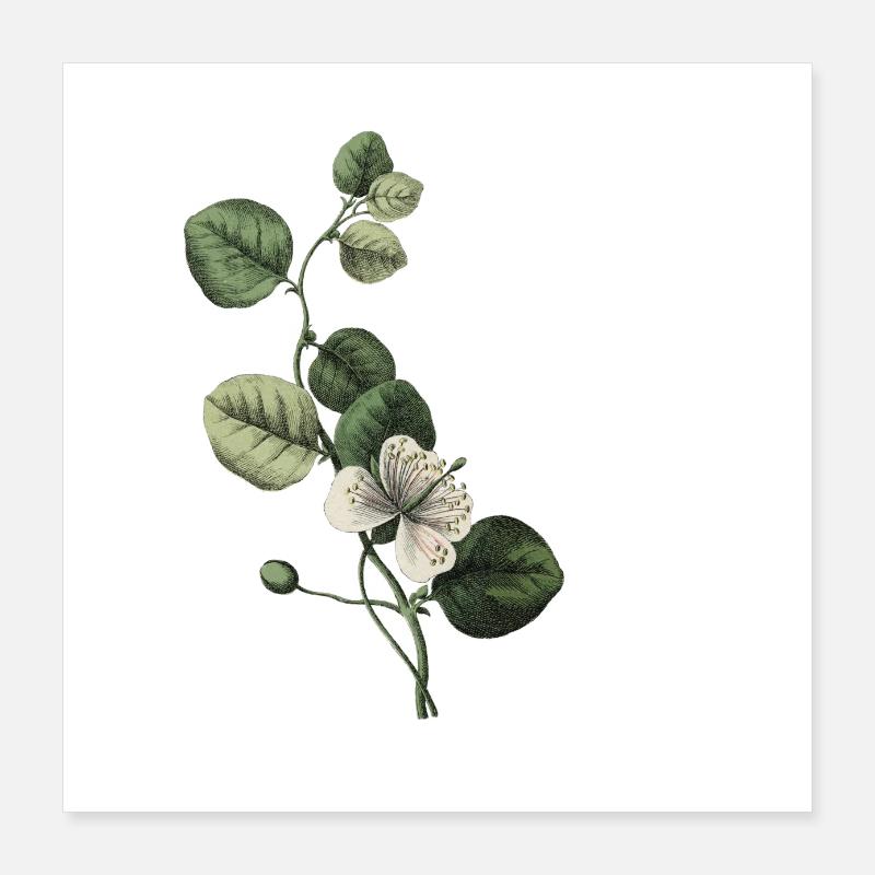 Buchstabe M Grün Botanisch Poster 40x40 cm