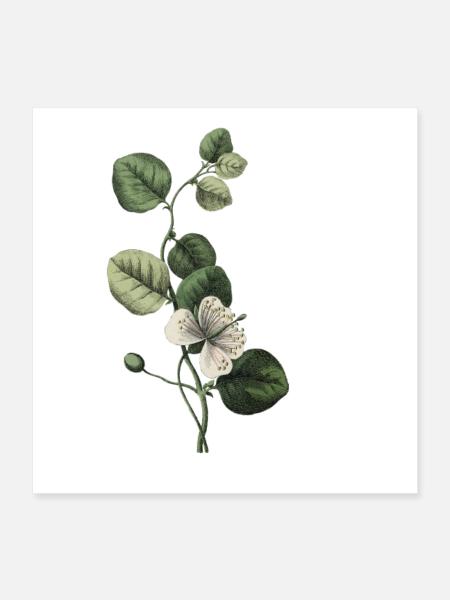 lettre v botanique vert - Poster 40 x 40 cm - blanc - Devant