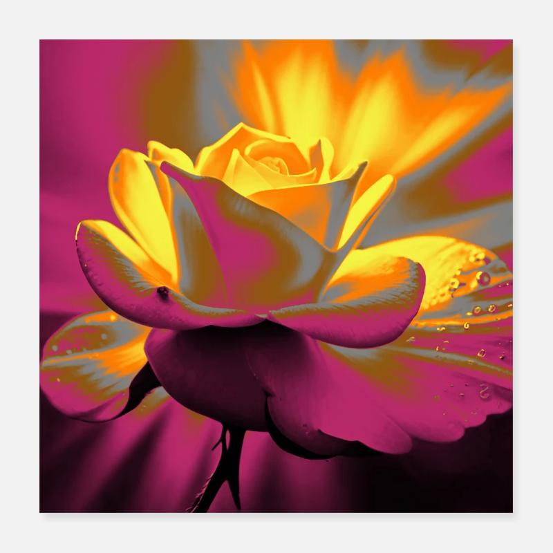 Éclat de Rose Poster 40 x 40 cm