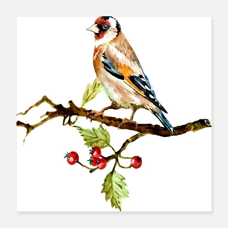 Oiseau coloré Poster 40 x 40 cm