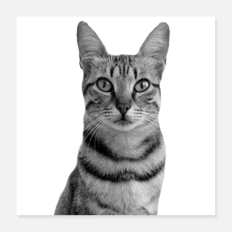 Chat blanc Chat Chat blanc Cadeau Poster 40 x 40 cm
