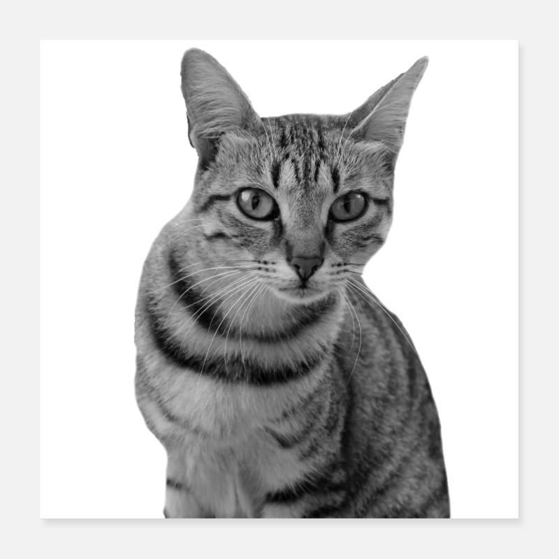 Chat blanc Chat Chat blanc Cadeau Poster 40 x 40 cm