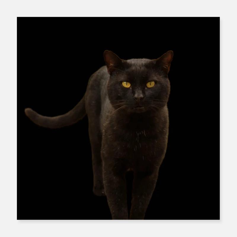 chat noir chat chaton Poster 40 x 40 cm