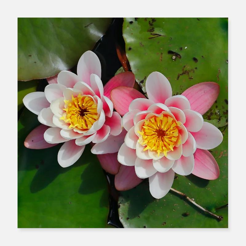 Nénuphars fleurs dans l’eau Poster 40 x 40 cm