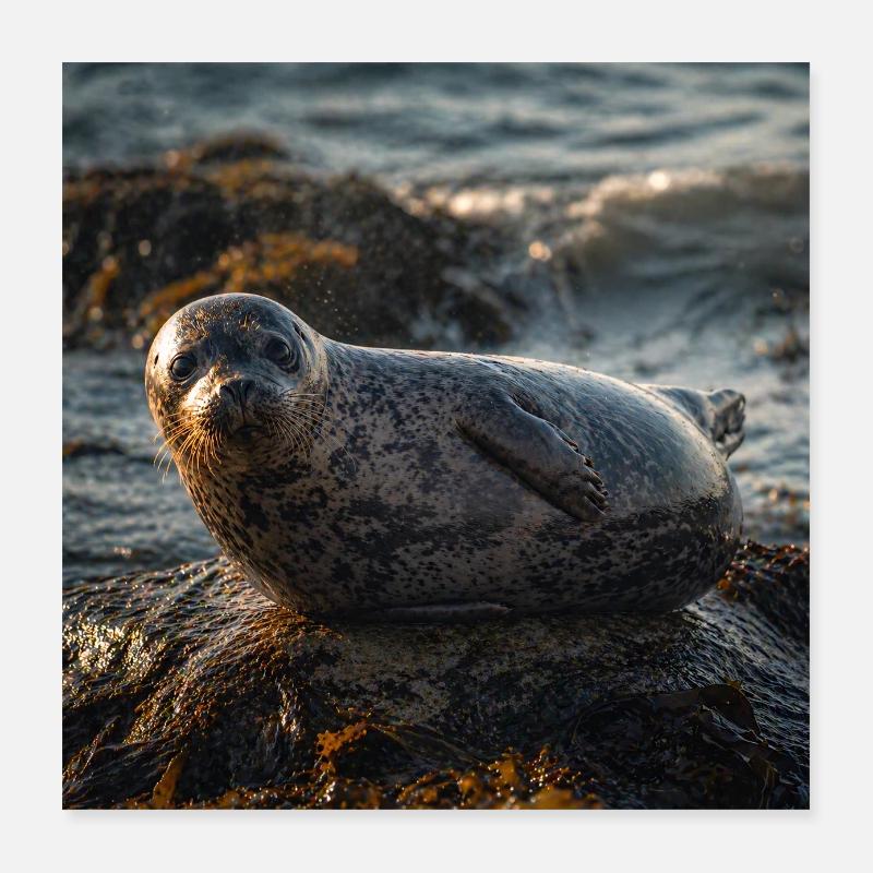 Robbe auf der Klippe am Meer Poster 40x40 cm