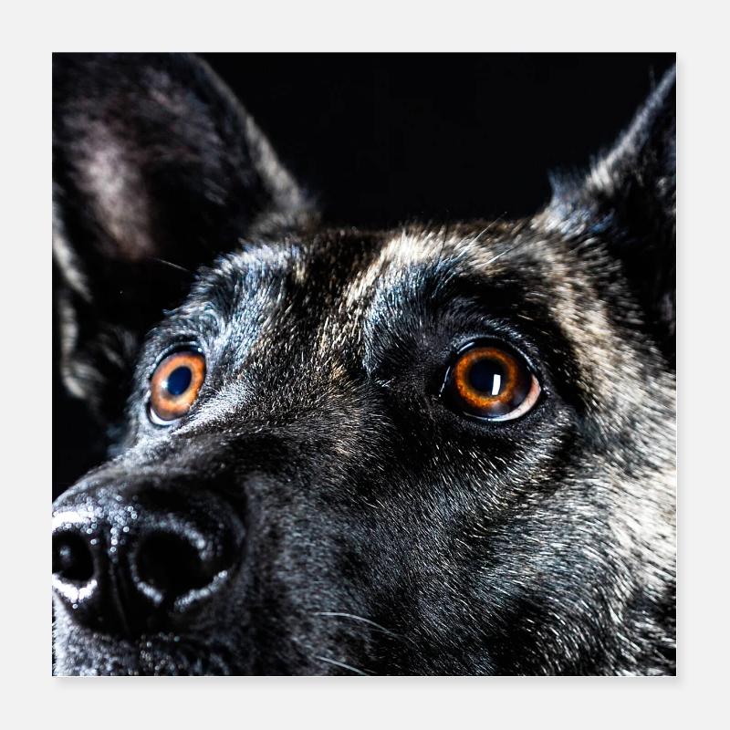 herder augen Poster 40x40 cm