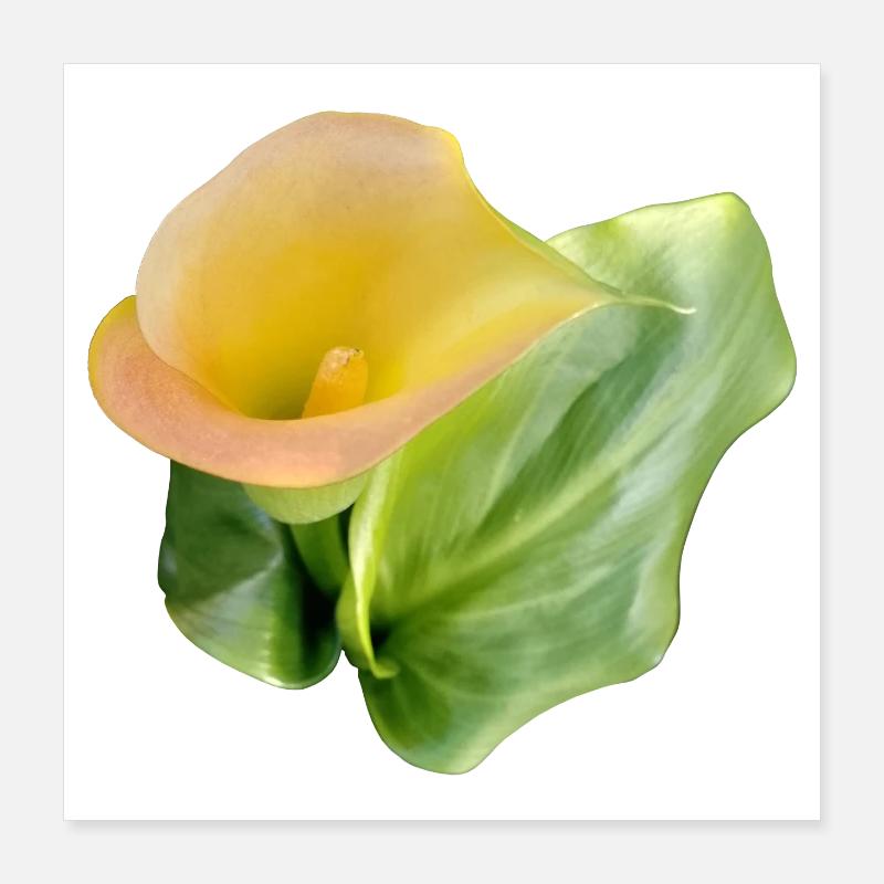 GELBE CALLA-LILIE Poster 40x40 cm