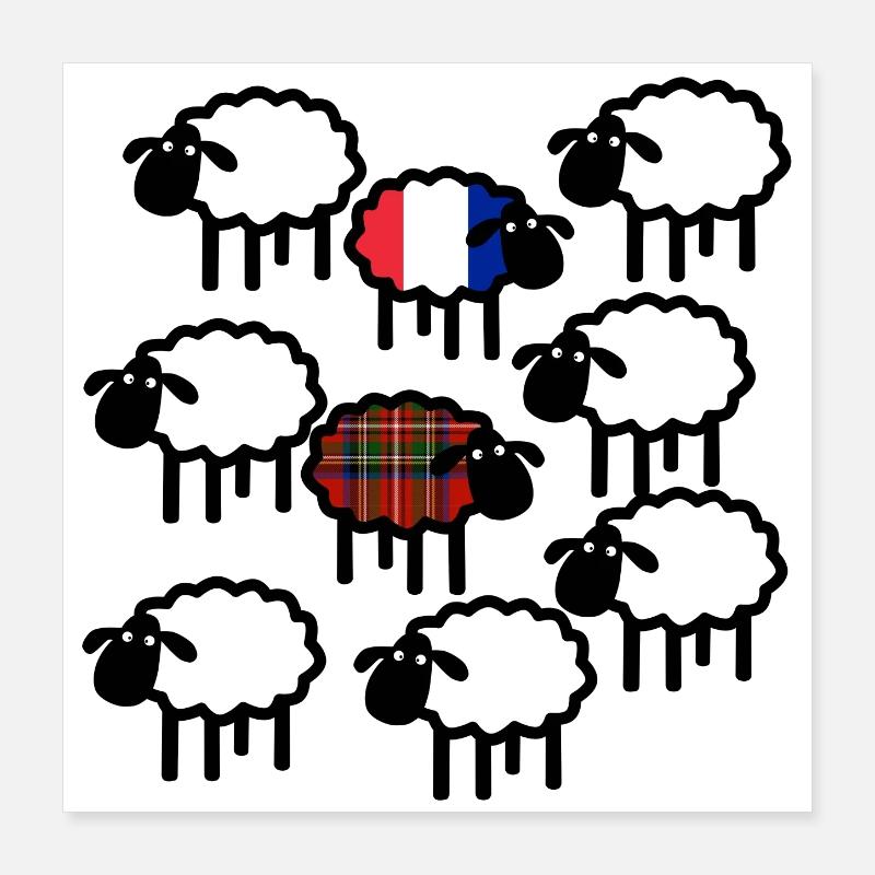 Moutons français et écossais Poster 40 x 40 cm
