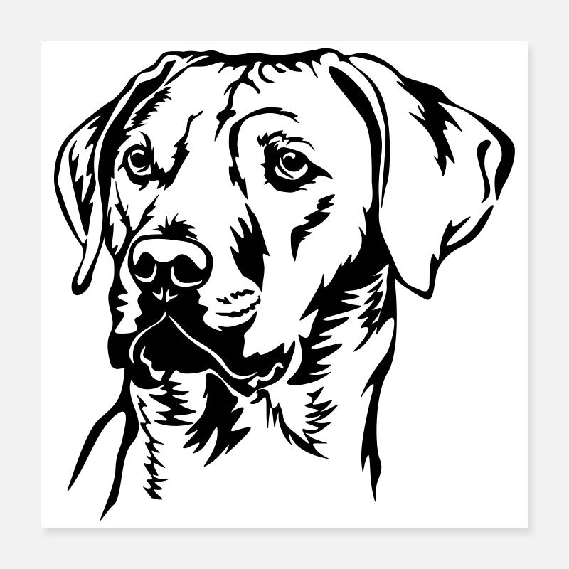 Rhodesian Ridgeback tête Poster 40 x 40 cm