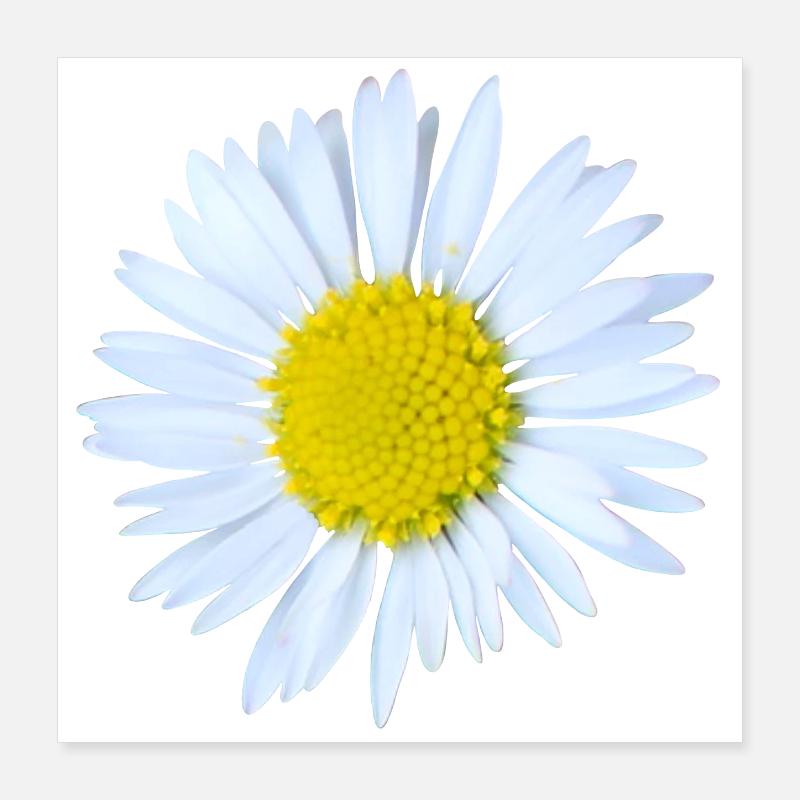 Daisy Poster 16" x 16" (40x40 cm)