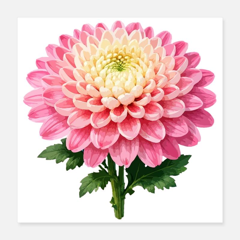 Fleur de chrysanthème rose Poster 40 x 40 cm