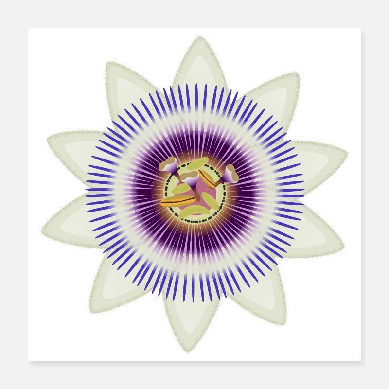 Floraison artistique d’une passiflore Poster 40 x 40 cm