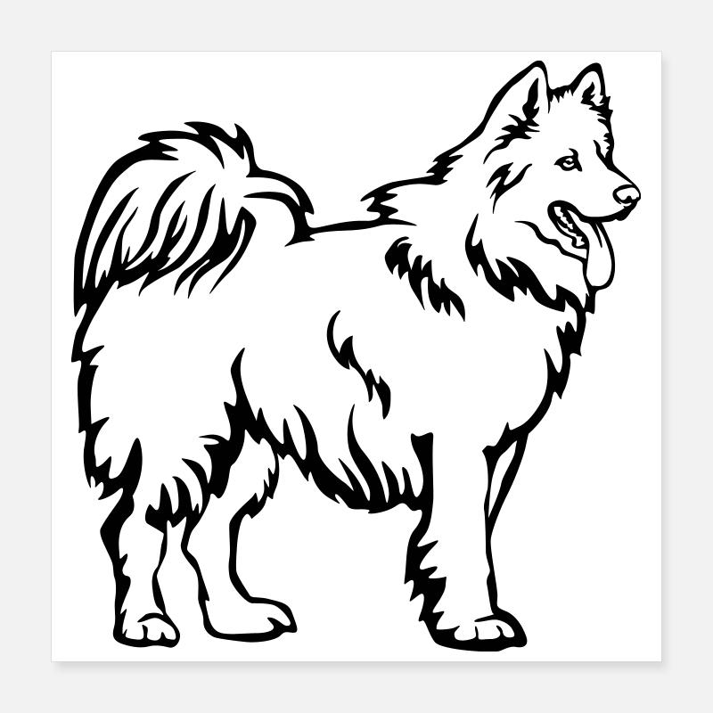 Samoyed Poster 16" x 16" (40x40 cm)