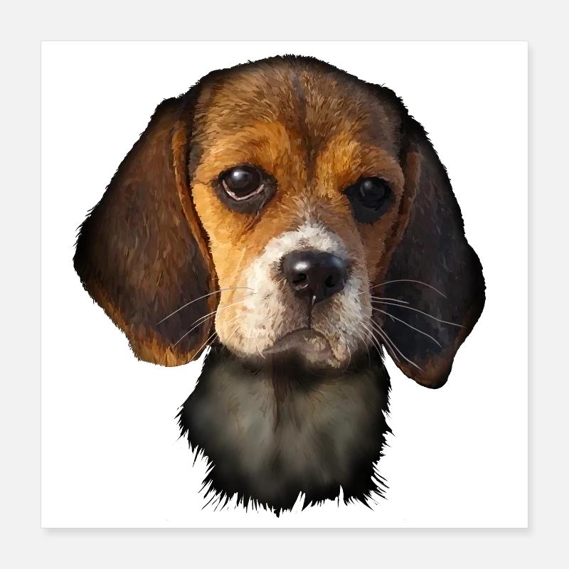 Beagle Poster 40x40 cm