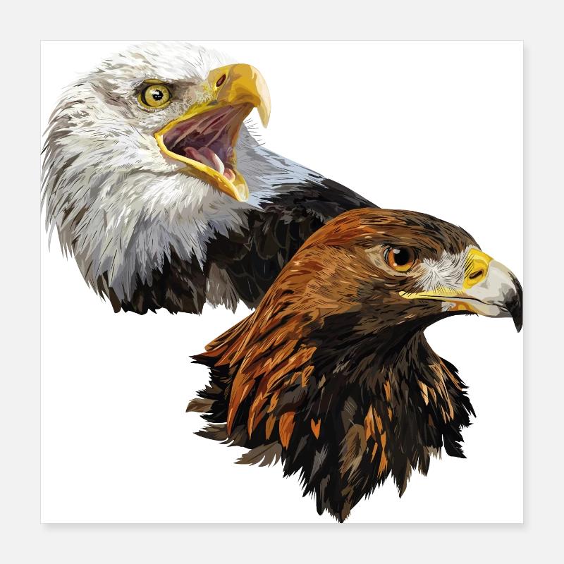 American Pigargo et Golden Eagle Poster 40 x 40 cm
