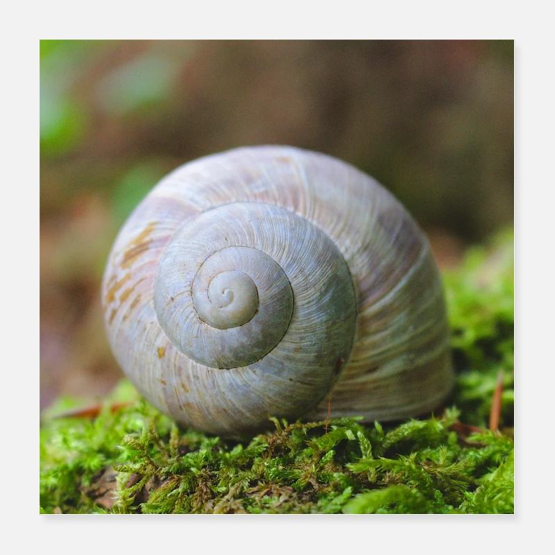 escargot Poster 40 x 40 cm