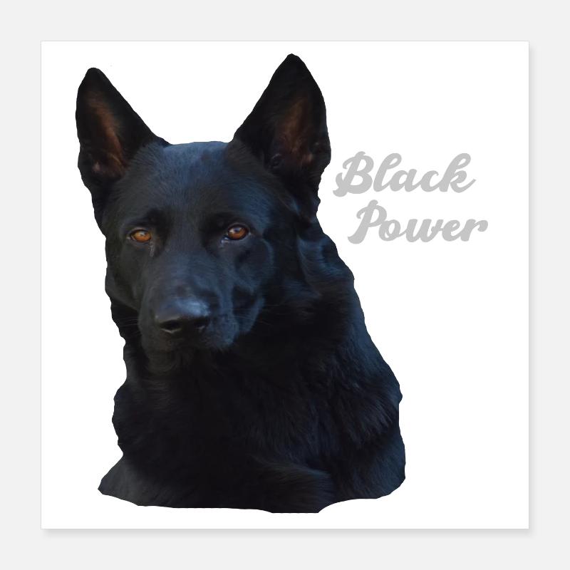 Schäferhund Schäferhunde Hund Hundesport Hunde Poster 40x40 cm